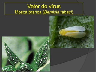 Vetor do vírus
Mosca branca (Bemisia tabaci)
 