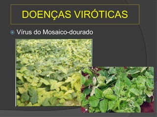 DOENÇAS VIRÓTICAS
 Vírus do Mosaico-dourado
 