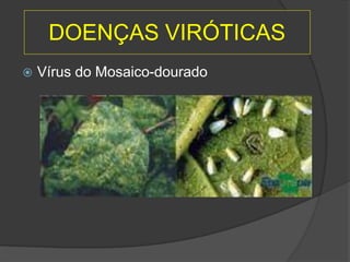 DOENÇAS VIRÓTICAS
 Vírus do Mosaico-dourado
 