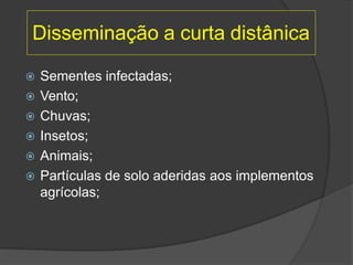 Disseminação a curta distânica
 Sementes infectadas;
 Vento;
 Chuvas;
 Insetos;
 Animais;
 Partículas de solo aderidas aos implementos
agrícolas;
 