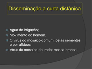 Disseminação a curta distânica
 Água de irrigação;
 Movimento do homem.
 O vírus do mosaico-comum: pelas sementes
e por afídeos
 Vírus do mosaico-dourado: mosca-branca
 