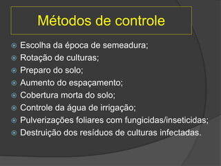 Métodos de controle
 Escolha da época de semeadura;
 Rotação de culturas;
 Preparo do solo;
 Aumento do espaçamento;
 Cobertura morta do solo;
 Controle da água de irrigação;
 Pulverizações foliares com fungicidas/inseticidas;
 Destruição dos resíduos de culturas infectadas.
 