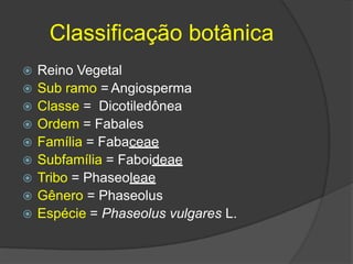 Classificação botânica
 Reino Vegetal
 Sub ramo = Angiosperma
 Classe = Dicotiledônea
 Ordem = Fabales
 Família = Fabaceae
 Subfamília = Faboideae
 Tribo = Phaseoleae
 Gênero = Phaseolus
 Espécie = Phaseolus vulgares L.
 