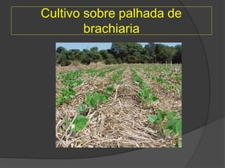 Cultivo sobre palhada de
brachiaria
 
