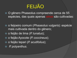 FEIJÃO
 O gênero Phaseolus compreende cerca de 55
espécies, das quais apenas cinco são cultivadas:
 o feijoeiro comum (Phaseolus vulgaris): espécie
mais cultivada dentro do gênero;
 o feijão de lima (P. lunatus);
 o feijão Ayocote (P. coccineus);
 o feijão tepari (P. acutifolius);
 P
. polyanthus.
 