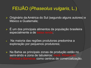 FEIJÃO (Phaseolus vulgaris, L.)
 Originário da América do Sul (segundo alguns autores) e
México e Guatemala;
 É um dos principais alimentos da população brasileira
especialmente a de baixa renda;
 Na maioria das regiões produtoras predomina a
exploração por pequenos produtores;
 Na Bahia as principais zonas de produção estão no
semi-árido e zona de tabuleiros: Irecê, Ribeira do
Pombal e Barreiras como centros de comercialização.
 