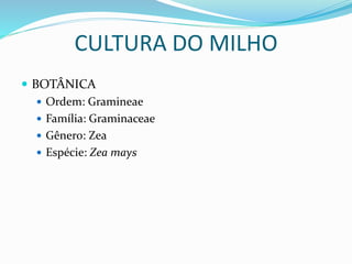  BOTÂNICA
 Ordem: Gramineae
 Família: Graminaceae
 Gênero: Zea
 Espécie: Zea mays
CULTURA DO MILHO
 