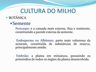 CULTURA DO MILHO
 BOTÂNICA
Semente
- Pericarpo: é a camada mais externa, fina e resistente,
constituindo a parede externa da semente.
- Endosperma ou Albúmen: parte mais volumosa da
semente, constituída de substâncias de reserva,
principalmente amido.
- Embrião: a planta em miniatura, possuindo os
primórdios de todos os órgãos da planta desenvolvida.
 