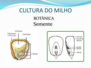 CULTURA DO MILHO
Semente
BOTÂNICA
 