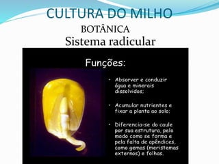 BOTÂNICA
Sistema radicular
CULTURA DO MILHO
 