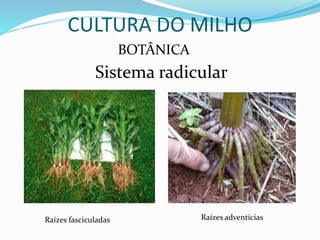 BOTÂNICA
Sistema radicular
CULTURA DO MILHO
Raízes fasciculadas Raízes adventícias
 