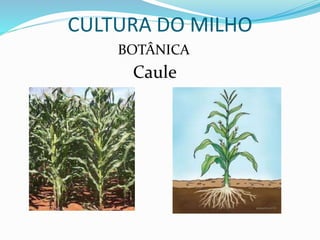 CULTURA DO MILHO
BOTÂNICA
Caule
 