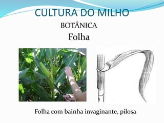 CULTURA DO MILHO
BOTÂNICA
Folha
Folha com bainha invaginante, pilosa
 