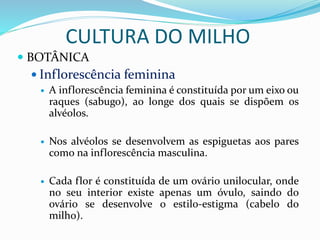 CULTURA DO MILHO
 BOTÂNICA
 Inflorescência feminina
 A inflorescência feminina é constituída por um eixo ou
raques (sabugo), ao longe dos quais se dispõem os
alvéolos.
 Nos alvéolos se desenvolvem as espiguetas aos pares
como na inflorescência masculina.
 Cada flor é constituída de um ovário unilocular, onde
no seu interior existe apenas um óvulo, saindo do
ovário se desenvolve o estilo-estigma (cabelo do
milho).
 