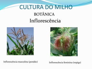 CULTURA DO MILHO
BOTÂNICA
Inflorescência
Inflorescência masculina (pendão) Inflorescência feminina (espiga)
 