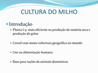 CULTURA DO MILHO
Introdução
 Planta C4: mais eficiente na produção de matéria seca e
produção de grãos
 Cereal com maior cobertura geográfica no mundo
 Uso na alimentação humana
 Base para rações de animais domésticos
 