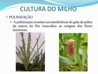 CULTURA DO MILHO
 POLINIZAÇÃO
 A polinização consiste na transferência do grão de pólen
da antera da flor masculina ao estigma das flores
femininas.
 