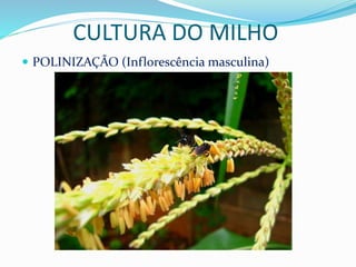CULTURA DO MILHO
 POLINIZAÇÃO (Inflorescência masculina)
 