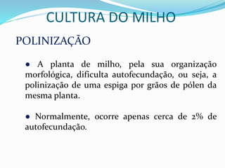 CULTURA DO MILHO
POLINIZAÇÃO
● A planta de milho, pela sua organização
morfológica, dificulta autofecundação, ou seja, a
polinização de uma espiga por grãos de pólen da
mesma planta.
● Normalmente, ocorre apenas cerca de 2% de
autofecundação.
 