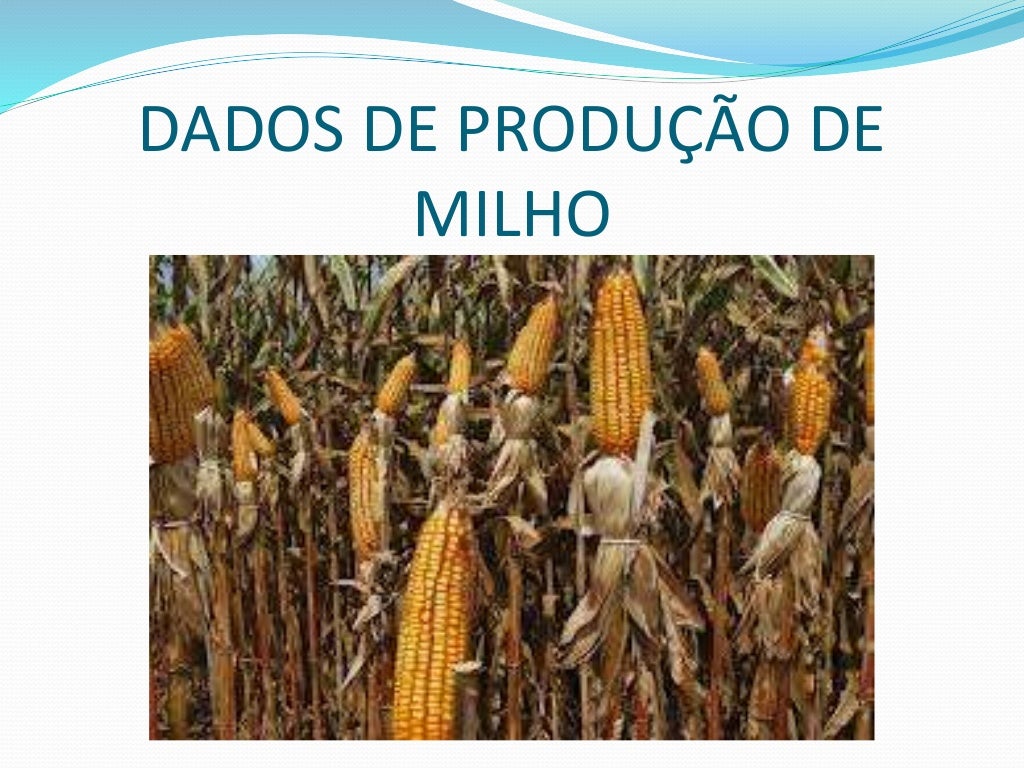 A cultura do Milho A cultura do Milho