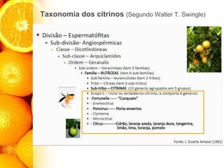 Taxonomia dos citrinos (Segundo Walter T. Swingle)
 