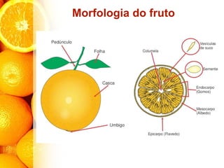 Morfologia do fruto
 