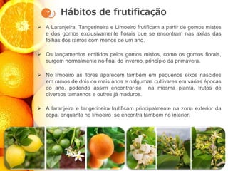Hábitos de frutificação
➢ A Laranjeira, Tangerineira e Limoeiro frutificam a partir de gomos mistos
e dos gomos exclusivamente florais que se encontram nas axilas das
folhas dos ramos com menos de um ano.
➢ Os lançamentos emitidos pelos gomos mistos, como os gomos florais,
surgem normalmente no final do inverno, princípio da primavera.
➢ No limoeiro as flores aparecem também em pequenos eixos nascidos
em ramos de dois ou mais anos e nalgumas cultivares em várias épocas
do ano, podendo assim encontrar-se na mesma planta, frutos de
diversos tamanhos e outros já maduros.
➢ A laranjeira e tangerineira frutificam principalmente na zona exterior da
copa, enquanto no limoeiro se encontra também no interior.
 