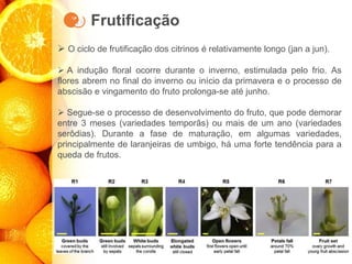 Frutificação
➢ O ciclo de frutificação dos citrinos é relativamente longo (jan a jun).
➢ A indução floral ocorre durante o inverno, estimulada pelo frio. As
flores abrem no final do inverno ou início da primavera e o processo de
abscisão e vingamento do fruto prolonga-se até junho.
➢ Segue-se o processo de desenvolvimento do fruto, que pode demorar
entre 3 meses (variedades temporãs) ou mais de um ano (variedades
serôdias). Durante a fase de maturação, em algumas variedades,
principalmente de laranjeiras de umbigo, há uma forte tendência para a
queda de frutos.
 