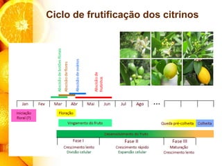 Ciclo de frutificação dos citrinos
 