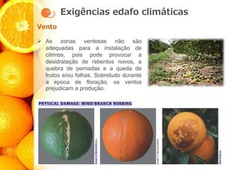 Exigências edafo climáticas
Vento
➢ As zonas ventosas não são
adequadas para a instalação de
citrinos, pois pode provocar a
desidratação de rebentos novos, a
quebra de pernadas e a queda de
frutos e/ou folhas. Sobretudo durante
a época de floração, os ventos
prejudicam a produção.
 