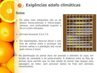 Exigências edafo climáticas
Solos
➢ Os solos mais adequados são os de
textura franco-arenosa e franco-argilo-
arenosa, com profundidade superior a
40 cm e bem drenados.
➢ pH mais favorável: 5,5 e 7,0.
➢ Em replantações, deve-se deixar o solo
livre de citrinos entre o arranque das
árvores velhas e a plantação das novas
(pelo menos 2 anos).
➢ Na planificação do pomar deve ser previsto o diâmetro da copa, em
função da variedade e do porta-enxerto. A distância entre as filas de
árvores deve permitir que na fase adulta do pomar haja espaço para
passagem do trator, sem provocar danos na fruta (em pomares
mecanizados).
 