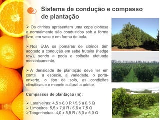 Sistema de condução e compasso
de plantação
➢ Os citrinos apresentam uma copa globosa
e normalmente são conduzidos sob a forma
livre, em vaso e em forma de bola.
➢ Nos EUA os pomares de citrinos têm
adotado a condução em sebe fruteira (hedge
row), sendo a poda e colheita efetuada
mecanicamente.
➢ A densidade de plantação deve ter em
conta a espécie, a variedade, o porta-
enxerto, o tipo de solo, as condições
climáticas e o maneio cultural a adotar.
Compassos de plantação (m):
➢ Laranjeiras: 4,5 x 6,0 R / 5,5 a 6,5 Q
➢ Limoeiros: 5,5 x 7,0 R / 6,6 a 7,5 Q
➢Tangerineiras: 4,0 x 5,5 R / 5,0 a 6,0 Q
 