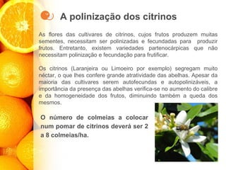 A polinização dos citrinos
As flores das cultivares de citrinos, cujos frutos produzem muitas
sementes, necessitam ser polinizadas e fecundadas para produzir
frutos. Entretanto, existem variedades partenocárpicas que não
necessitam polinização e fecundação para frutificar.
Os citrinos (Laranjeira ou Limoeiro por exemplo) segregam muito
néctar, o que lhes confere grande atratividade das abelhas. Apesar da
maioria das cultivares serem autofecundas e autopolinizáveis, a
importância da presença das abelhas verifica-se no aumento do calibre
e da homogeneidade dos frutos, diminuindo também a queda dos
mesmos.
O número de colmeias a colocar
num pomar de citrinos deverá ser 2
a 8 colmeias/ha.
 