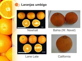 Laranjas umbigo
Lane Late
Newhall Bahia (W. Navel)
California
 