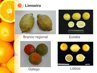 Limoeiro
Galego
Branco regional Eureka
Lisboa
 