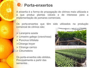 Porta-enxertos
A enxertia é a forma de propagação de citrinos mais utilizada e
a que produz plantas viáveis e de interesse para a
implementação de pomares comerciais.
Os porta-enxertos que têm sido utilizados na produção
comercial de citrinos são:
➢ Laranjeira azeda
➢ Limoeiro galego (cravo/rosa)
➢ Poncirus trifoliata
➢Citrange troyer
➢ Citrange carrizo
➢ Citrumeleiro
Os porta-enxertos são obtidos,
Principalmente a partir das
sementes .
 