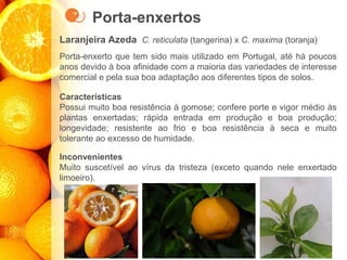 Porta-enxertos
Laranjeira Azeda C. reticulata (tangerina) x C. maxima (toranja)
Porta-enxerto que tem sido mais utilizado em Portugal, até há poucos
anos devido à boa afinidade com a maioria das variedades de interesse
comercial e pela sua boa adaptação aos diferentes tipos de solos.
Características
Possui muito boa resistência à gomose; confere porte e vigor médio às
plantas enxertadas; rápida entrada em produção e boa produção;
longevidade; resistente ao frio e boa resistência à seca e muito
tolerante ao excesso de humidade.
Inconvenientes
Muito suscetível ao vírus da tristeza (exceto quando nele enxertado
limoeiro).
 