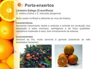 Porta-enxertos
Limoeiro Galego (Cravo/Rosa)
C. medica (Cidra) x C. reticulata (tangerina)
Muito usado no Brasil e tolerante ao vírus da tristeza.
Características
Apresenta crescimento rápido e antecipa a entrada em produção; boa
adaptação a solos arenosos, pedregosos e de fraca qualidade;
resistência moderada à seca; bom enraizamento de estacas.
Inconvenientes
Sensível ao frio; muito sensível à gomose (sobretudo se nele
enxertados limoeiros).
 