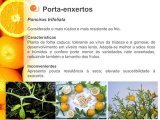 Porta-enxertos
Poncirus trifoliata
Considerado o mais rústico e mais resistente ao frio.
Características
Planta de folha caduca; tolerante ao vírus da tristeza e à gomose; de
desenvolvimento em viveiro mais lento. Adapta-se melhor a solos ricos
e húmidos e confere porte menor às variedades nele enxertadas,
reduzindo também o tamanho dos frutos.
Inconvenientes
Apresenta pouca resistência à seca; elevada suscetibilidade à
exocortis.
 