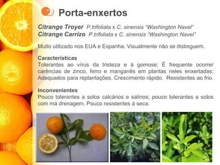 Porta-enxertos
Citrange Troyer P.trifoliata x C. sinensis “Washington Navel”
Citrange Carrizo P.trifoliata x C. sinensis “Washington Navel”
Muito utilizado nos EUA e Espanha. Visualmente não se distinguem.
Características
Tolerantes ao vírus da tristeza e à gomose; É frequente ocorrer
carências de zinco, ferro e manganês em plantas neles enxertadas;
Adequados para replantações. Crescimento rápido. Resistentes ao frio.
Inconvenientes
Pouco tolerantes a solos calcários e salinos; pouco tolerantes a solos
com má drenagem. Pouco resistentes à seca.
 