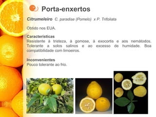 Porta-enxertos
Citrumeleiro C. paradise (Pomelo) x P. Trifoliata
Obtido nos EUA.
Características
Resistente à tristeza, à gomose, à exocortis e aos nemátodos.
Tolerante a solos salinos e ao excesso de humidade. Boa
compatibilidade com limoeiros.
Inconvenientes
Pouco tolerante ao frio.
 