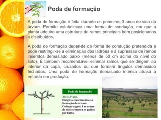 Poda de formação
A poda de formação é feita durante os primeiros 3 anos de vida da
árvore. Permite estabelecer uma forma de condução, em que a
planta adquire uma estrutura de ramos principais bem posicionados
e distribuídos.
A poda de formação depende da forma de condução pretendida e
pode restringir-se à eliminação dos ladrões e à supressão de ramos
inseridos demasiado baixo (menos de 50 cm acima do nível do
solo). É também recomendável eliminar ramos que se dirigem ao
interior da copa, cruzados ou que formam ângulos demasiado
fechados. Uma poda de formação demasiado intensa atrasa a
entrada em produção.
 