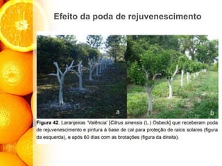 Efeito da poda de rejuvenescimento
 