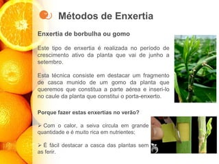 Métodos de Enxertia
Enxertia de borbulha ou gomo
Este tipo de enxertia é realizada no período de
crescimento ativo da planta que vai de junho a
setembro.
Esta técnica consiste em destacar um fragmento
de casca munido de um gomo da planta que
queremos que constitua a parte aérea e inseri-lo
no caule da planta que constitui o porta-enxerto.
Porque fazer estas enxertias no verão?
➢ Com o calor, a seiva circula em grande
quantidade e é muito rica em nutrientes;
➢ É fácil destacar a casca das plantas sem
as ferir.
 