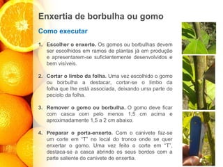 Enxertia de borbulha ou gomo
Como executar
1. Escolher o enxerto. Os gomos ou borbulhas devem
ser escolhidos em ramos de plantas já em produção
e apresentarem-se suﬁcientemente desenvolvidos e
bem visíveis.
2. Cortar o limbo da folha. Uma vez escolhido o gomo
ou borbulha a destacar, cortar-se o limbo da
folha que lhe está associada, deixando uma parte do
pecíolo da folha.
3. Remover o gomo ou borbulha. O gomo deve ﬁcar
com casca com pelo menos 1,5 cm acima e
aproximadamente 1,5 a 2 cm abaixo.
4. Preparar o porta-enxerto. Com o canivete faz-se
um corte em “T” no local do tronco onde se quer
enxertar o gomo. Uma vez feito o corte em “T”,
destaca-se a casca abrindo os seus bordos com a
parte saliente do canivete de enxertia.
 