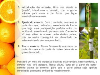 5. Introdução do enxerto. Uma vez aberta a
“janela”, introduz-se o enxerto, com o gomo
voltado para cima e de forma que ﬁque
sensivelmente a meio.
6. Ajuste do enxerto. Com o canivete, acerta-se a
parte de cima, cortando o excedente de forma
que haja uma justaposição perfeita entre os
tecidos do enxerto e do porta-enxerto. O enxerto
só será viável se ocorrer união destas partes,
pois só assim conseguirá ser alimentado de
seiva elaborada de cima para baixo.
7. Atar o enxerto. Ata-se firmemente o enxerto da
parte de cima e da parte de baixo deixando o
gomo destapado.
Passado um mês, os tecidos já deverão estar unidos, caso contrário, o
enxerto não terá pegado. Nesta altura, corta-se a parte do porta-
enxerto acima do enxerto, para que a parte aérea seja apenas
constituída pelo ramo emitido do nosso enxerto.
 