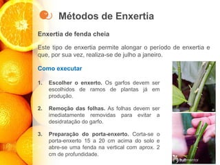 Métodos de Enxertia
Enxertia de fenda cheia
Este tipo de enxertia permite alongar o período de enxertia e
que, por sua vez, realiza-se de julho a janeiro.
Como executar
1. Escolher o enxerto. Os garfos devem ser
escolhidos de ramos de plantas já em
produção.
2. Remoção das folhas. As folhas devem ser
imediatamente removidas para evitar a
desidratação do garfo.
3. Preparação do porta-enxerto. Corta-se o
porta-enxerto 15 a 20 cm acima do solo e
abre-se uma fenda na vertical com aprox. 2
cm de profundidade.
 