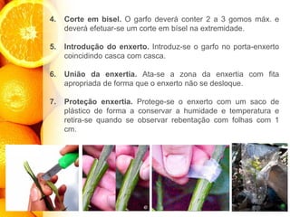 4. Corte em bisel. O garfo deverá conter 2 a 3 gomos máx. e
deverá efetuar-se um corte em bísel na extremidade.
5. Introdução do enxerto. Introduz-se o garfo no porta-enxerto
coincidindo casca com casca.
6. União da enxertia. Ata-se a zona da enxertia com fita
apropriada de forma que o enxerto não se desloque.
7. Proteção enxertia. Protege-se o enxerto com um saco de
plástico de forma a conservar a humidade e temperatura e
retira-se quando se observar rebentação com folhas com 1
cm.
 