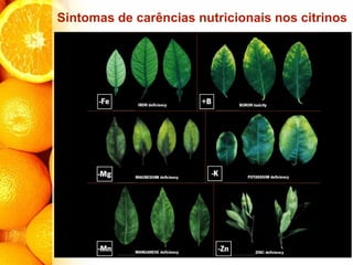 Sintomas de carências nutricionais nos citrinos
 