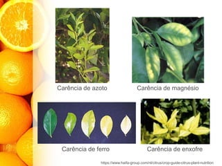 Carência de azoto
Carência de ferro
Carência de magnésio
Carência de enxofre
https://www.haifa-group.com/nl/citrus/crop-guide-citrus-plant-nutrition
 